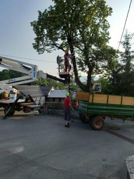 posek lipe Stara Sušica (1)